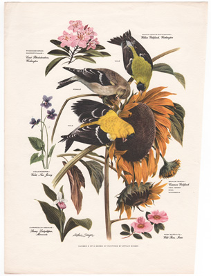 ARTHUR SINGER BIRD PRINTS 1957 Goldfinchesountain Laurel